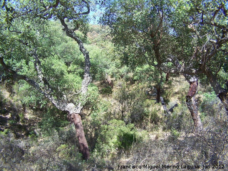 Alcornoque - Alcornoque. Parque Natural de Los Alcornocales - Castellar de la Frontera