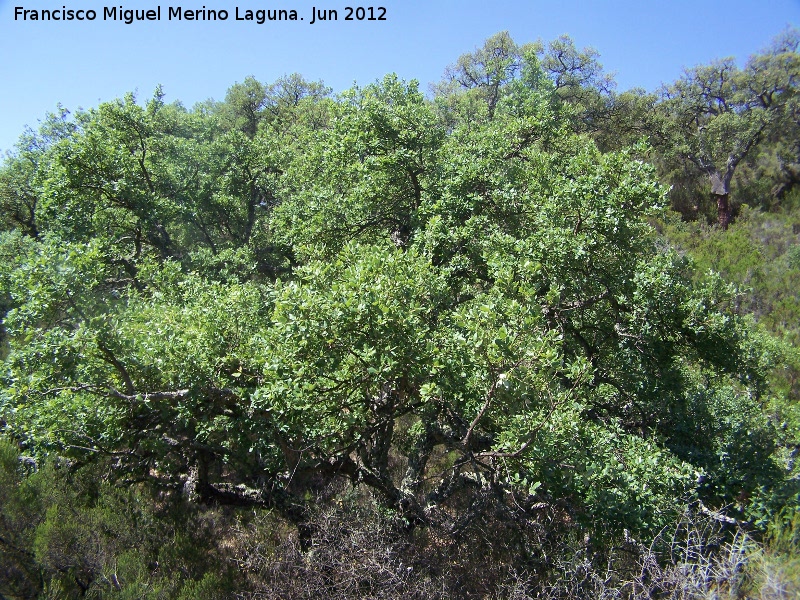 Alcornoque - Alcornoque. Parque Natural de Los Alcornocales - Castellar de la Frontera