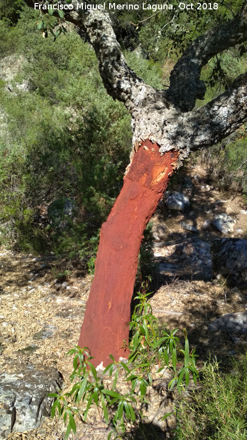 Alcornoque - Alcornoque. Las Correderas - Santa Elena