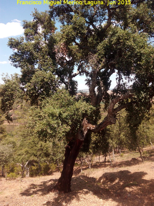 Alcornoque - Alcornoque. Monte de la Desesperada - Aldeaquemada