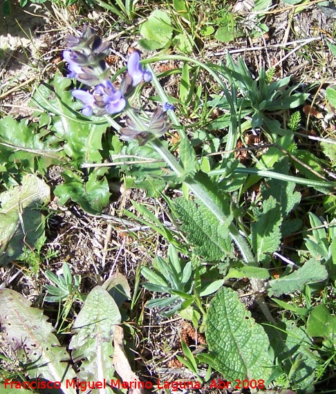 Salvia sclareoides - Salvia sclareoides. Jan