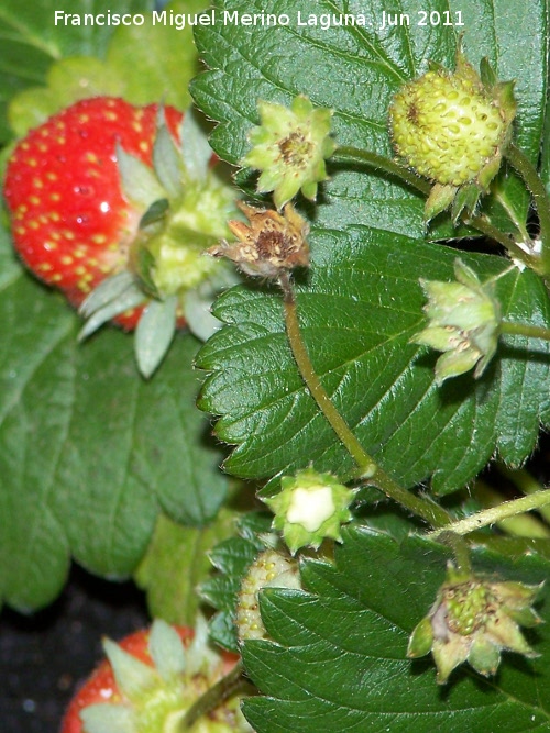 Fresa silvestre - Fresa silvestre. Fruto. Los Villares