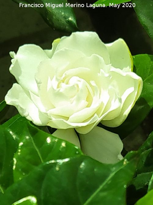 Gardenia - Gardenia. Flor. Ja�n