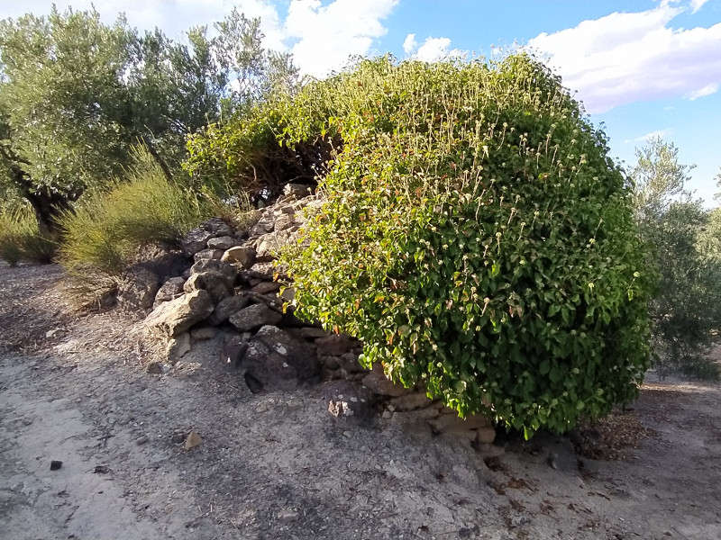 Caracol de los Escaloncillos - Caracol de los Escaloncillos. 