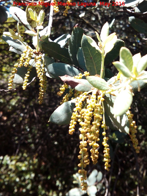 Encina - Encina. Flores. La Estrella - Navas de San Juan