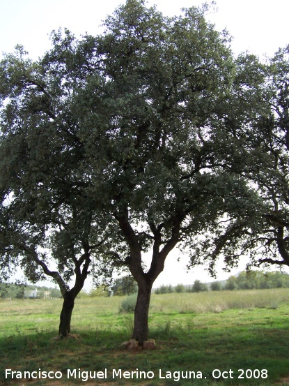 Encina - Encina. Navas de San Juan