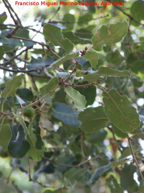 Encina - Encina. Pea del Olivar - Siles