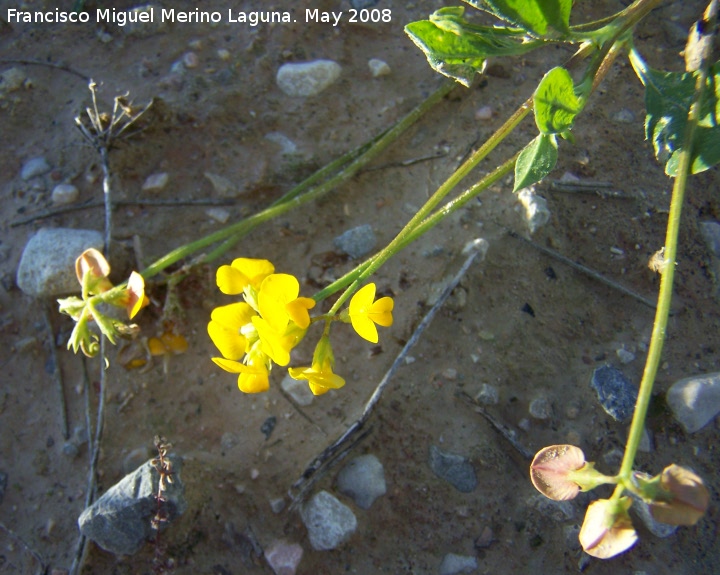 Coronilla repanda - Coronilla repanda. Navas de San Juan