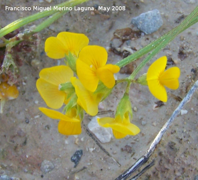 Coronilla repanda - Coronilla repanda. Navas de San Juan