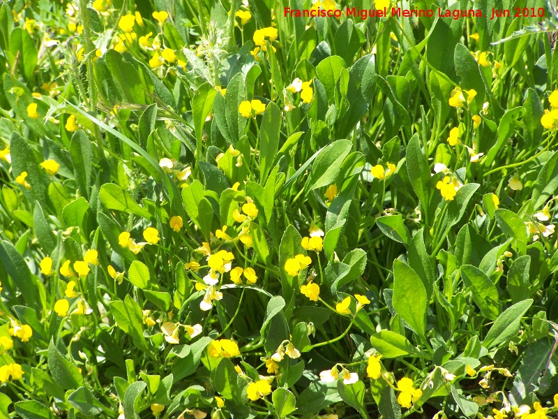 Coronilla repanda - Coronilla repanda. La Beata - Valdepeas de Jan