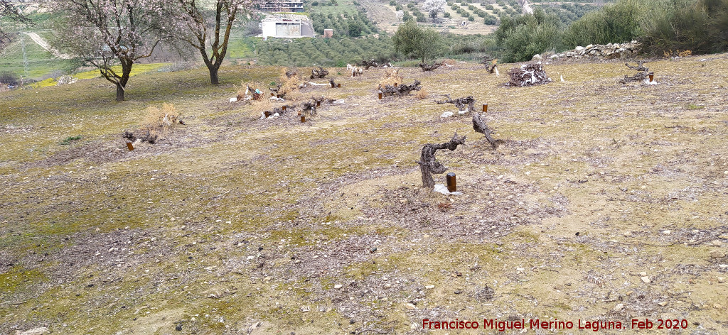 Viedos de Rus - Viedos de Rus. Junto al Camino de Perovela