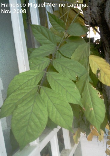 Glicinia japonesa - Glicinia japonesa. Los Villares