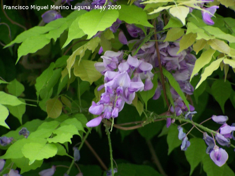 Glicinia japonesa - Glicinia japonesa. Los Villares