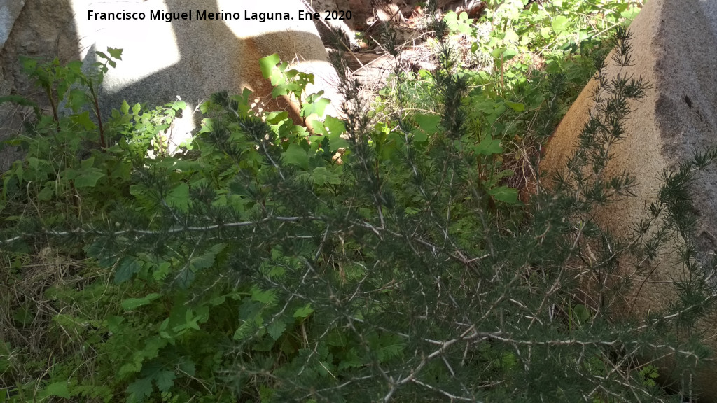 Esparraguera blanca - Esparraguera blanca. Molino del Moro - Alcaudete