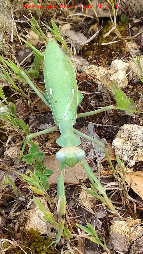 Mantis Africana - Mantis Africana. Baldos de Beas