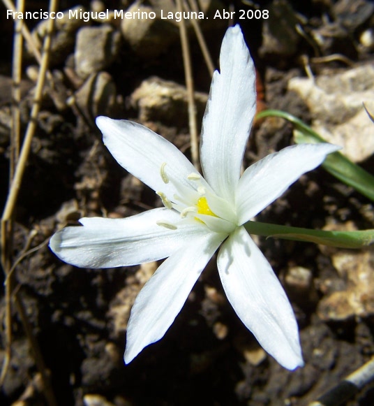 Estrella de Beln - Estrella de Beln. Jan