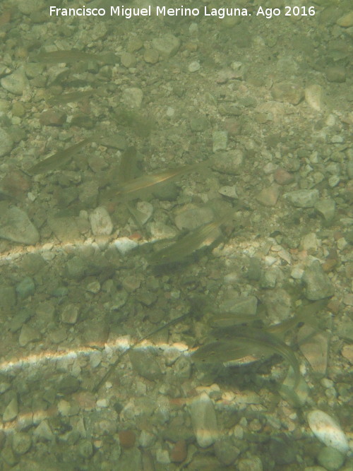 Charco de la Pringue - Charco de la Pringue. Peces alevines