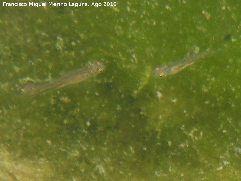 Charco de la Pringue - Charco de la Pringue. Peces alevines