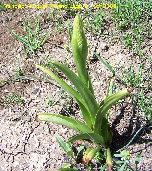 Cebolla albarrana - Cebolla albarrana. Jan