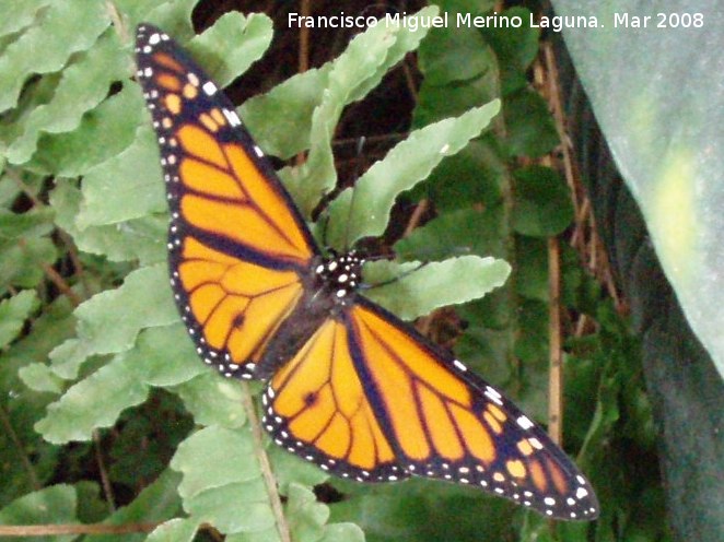 Mariposa monarca - Mariposa monarca. Granada
