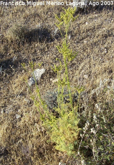 Ruda de montaa - Ruda de montaa. Los Villares