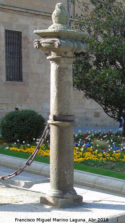 Catedral Nueva. Lonja - Catedral Nueva. Lonja. Columna