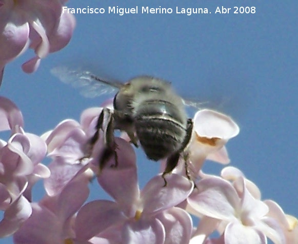 Abeja de frente blanca - Abeja de frente blanca. Navas de San Juan