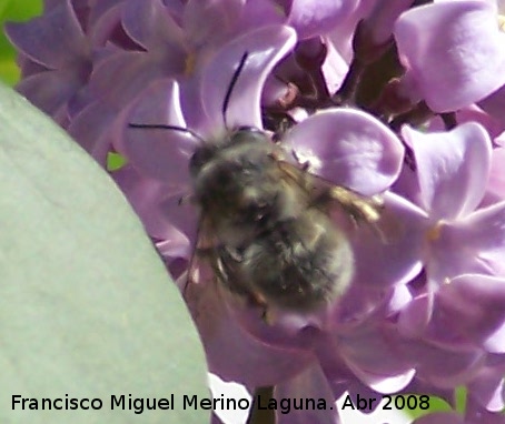 Abeja de frente blanca - Abeja de frente blanca. Navas de San Juan