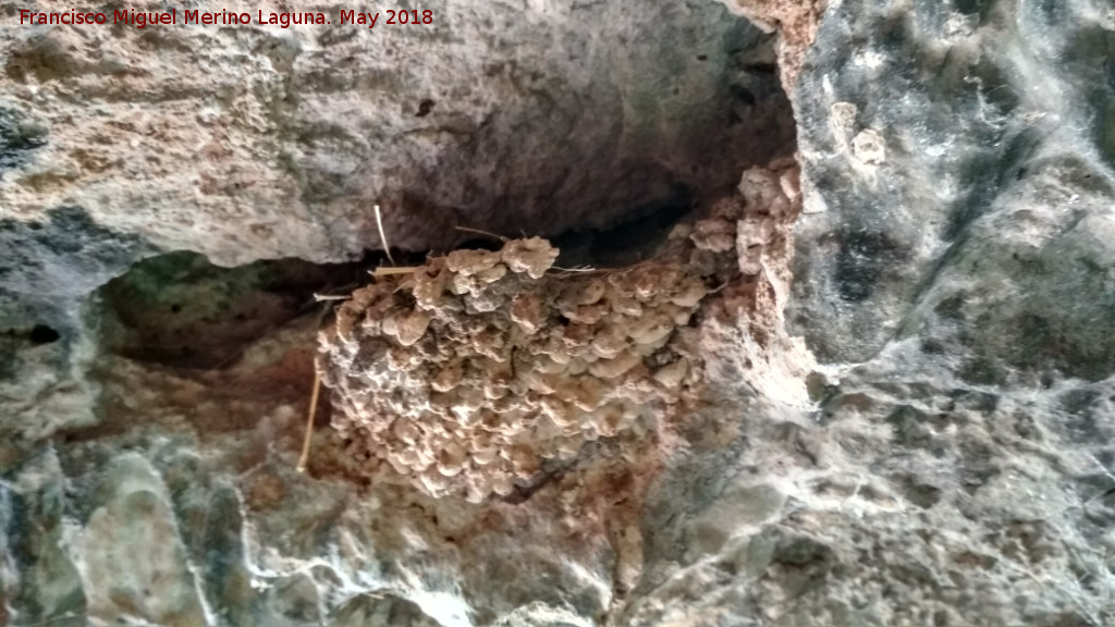 Cueva Alta de la Paraisa - Cueva Alta de la Paraisa. Nido de golondrina