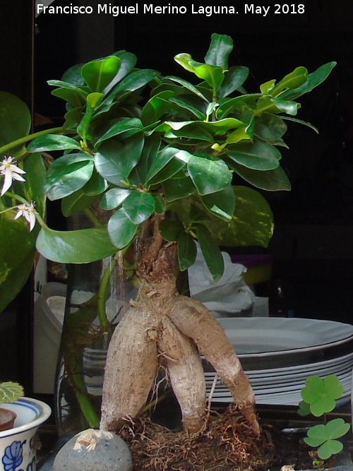 Ficus India - Ficus India. Patio de Crdoba