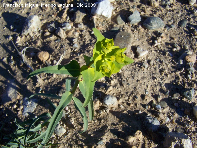 Lecheterna serrada - Lecheterna serrada. Gorafe