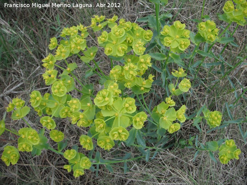 Lecheterna serrada - Lecheterna serrada. Antequera