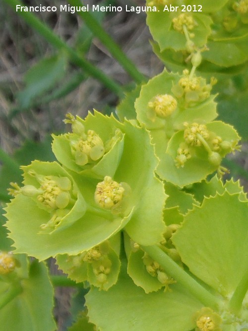 Lecheterna serrada - Lecheterna serrada. Antequera