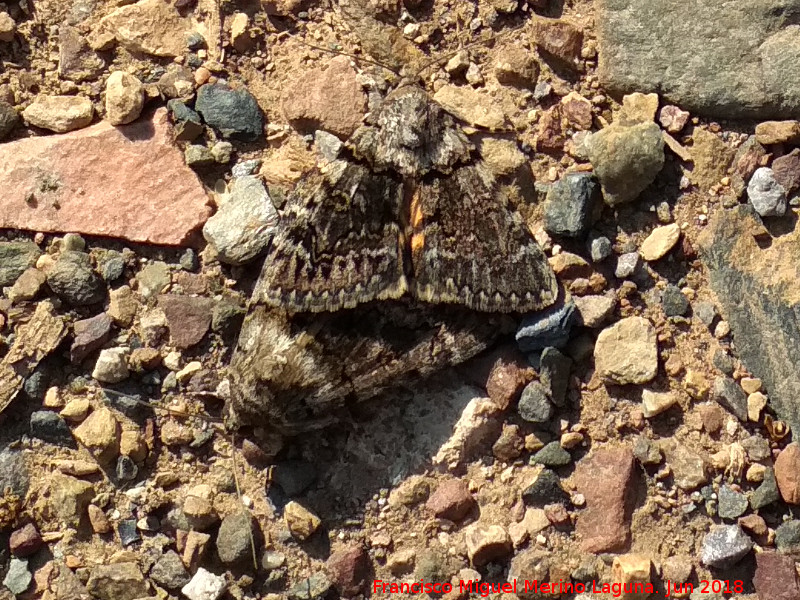 Polilla Catocala fulminea - Polilla Catocala fulminea. Ro Grande - Baos de la Encina