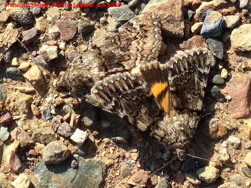 Polilla Catocala fulminea - Polilla Catocala fulminea. Ro Grande - Baos de la Encina