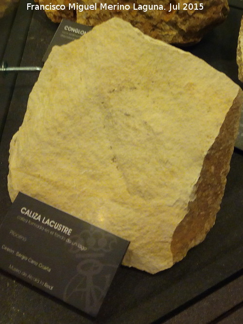Caliza - Caliza. Caliza lacustre. Museo de la Ciudad - Alcal la Real