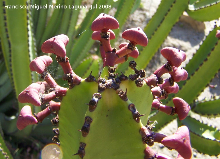 Cactus Cardn - Cactus Cardn. Benalmdena