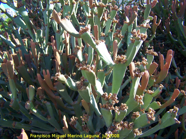 Cactus Euphorbia xylophylloides - Cactus Euphorbia xylophylloides. Benalmdena