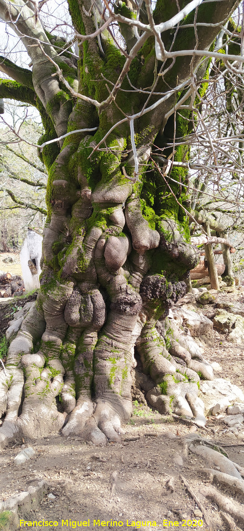 Higuera del Arroyo Maillar - Higuera del Arroyo Maillar. Tronco