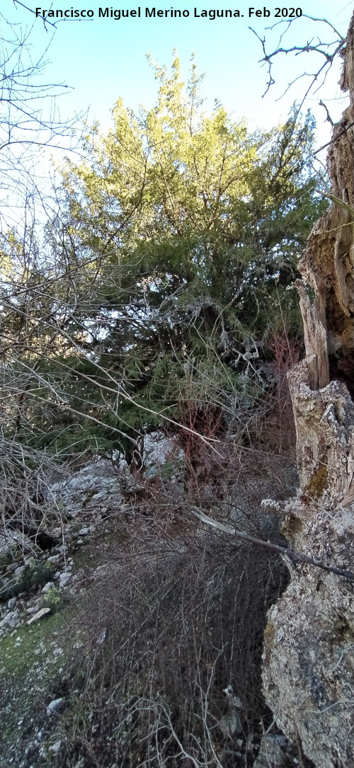 Tejeda de la Ca�ada de la Fuente - Tejeda de la Ca�ada de la Fuente. Tejos
