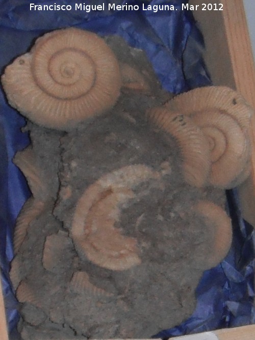 Ammonites Dactylioceras - Ammonites Dactylioceras. Alemania