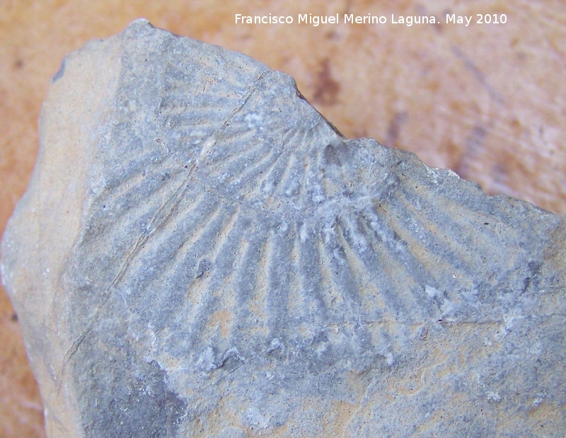 Ammonites Dactylioceras - Ammonites Dactylioceras. Los Villares