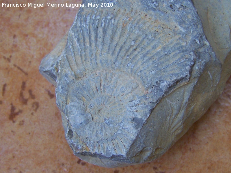 Ammonites Dactylioceras - Ammonites Dactylioceras. Los Villares