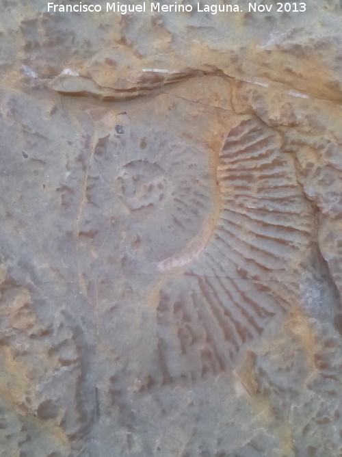 Ammonites Dactylioceras - Ammonites Dactylioceras. Cascada de Ro Fro - Los Villares