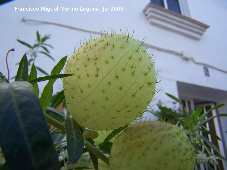 Planta de la seda - Planta de la seda. Benalmdena