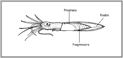 Belemnites Dactyloteuthis - Belemnites Dactyloteuthis. 