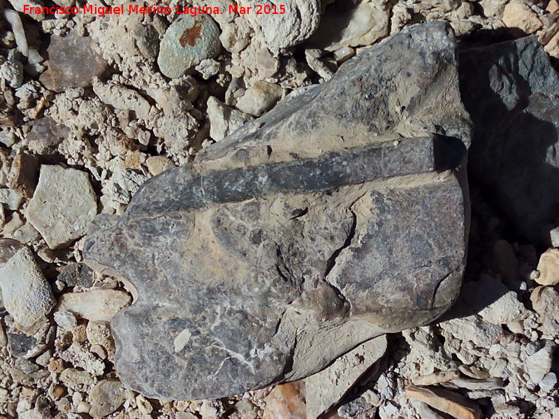 Belemnites Dactyloteuthis - Belemnites Dactyloteuthis. Rambla de los Collados - Cabra de Santo Cristo