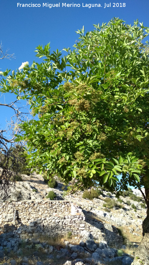 Cortijo del Raso - Cortijo del Raso. Sauco