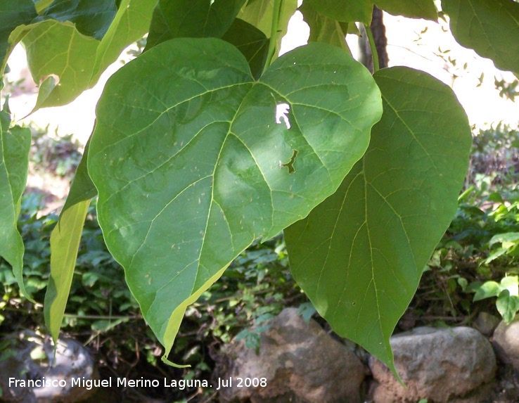 Catalpa - Catalpa. Cazorla