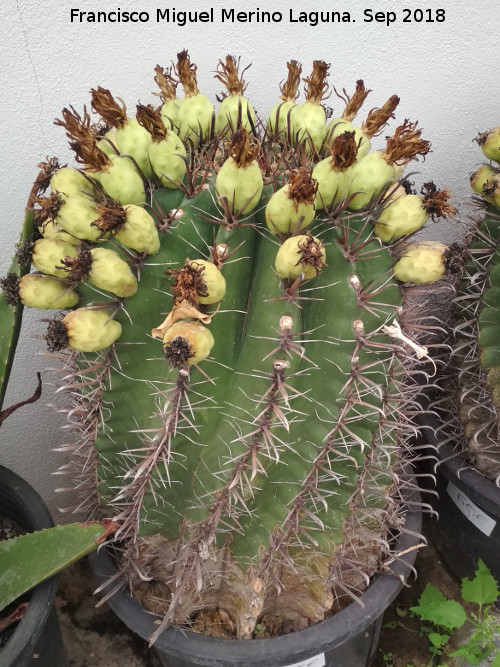 Cactus de Barril - Cactus de Barril. Invernadero de Jan